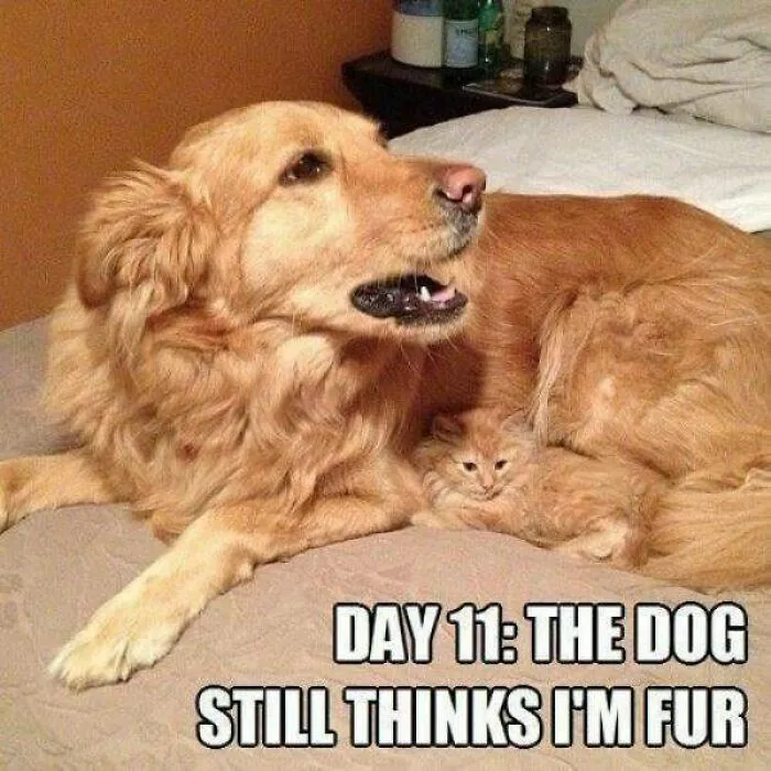 Memes-I-Could-Tag-My-Cat-In-Funny-Pics