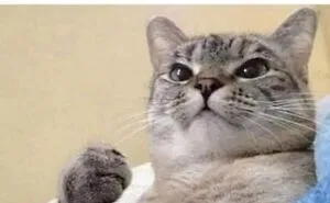 50 Hilarious And Adorable Cat Memes That Prove Why The Internet Loves Them So Much (New Pics)