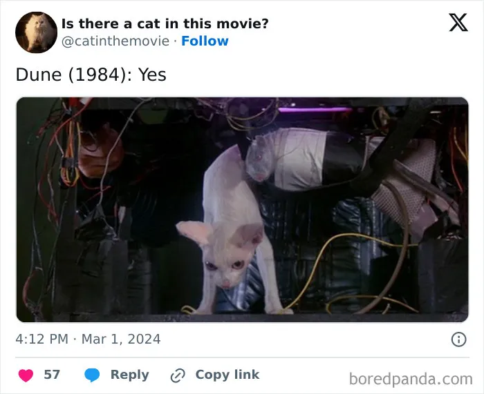 30 Times Cats Were Spotted In A Movie, Uncovered By This Account (New Pics)