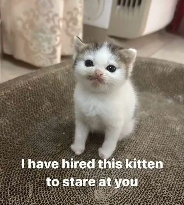 50 Hilarious And Adorable Cat Memes That Prove Why The Internet Loves Them So Much (New Pics)
