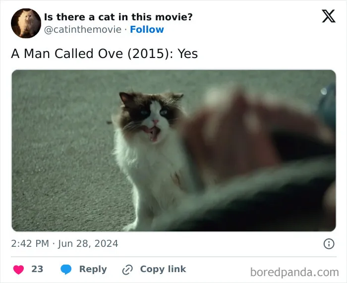 30 Times Cats Were Spotted In A Movie, Uncovered By This Account (New Pics)