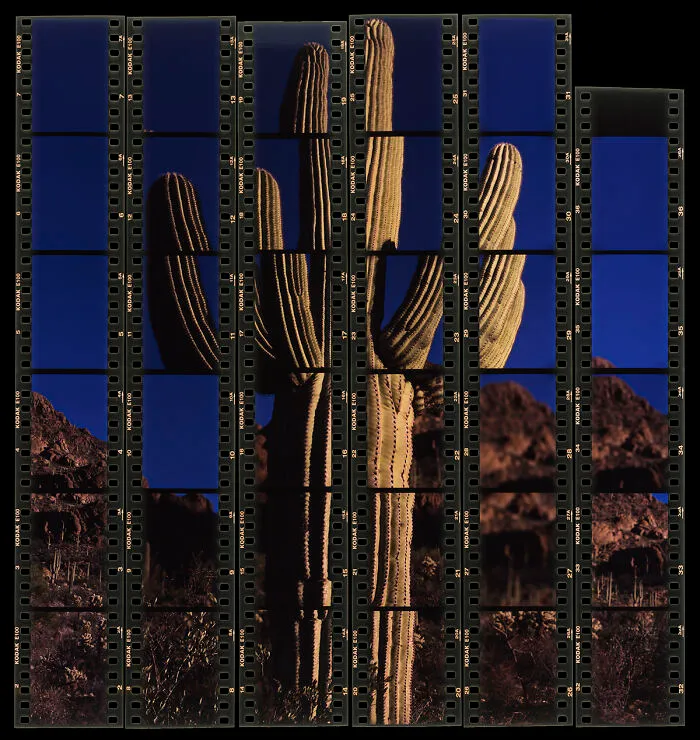 Honorable Mention: "The Sonoran Desert" By Gaspar Marquez