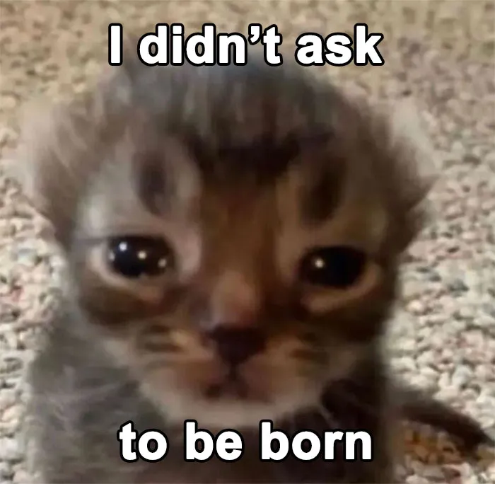 30 Cat Memes That Might Make You Say "That's Literally Me"