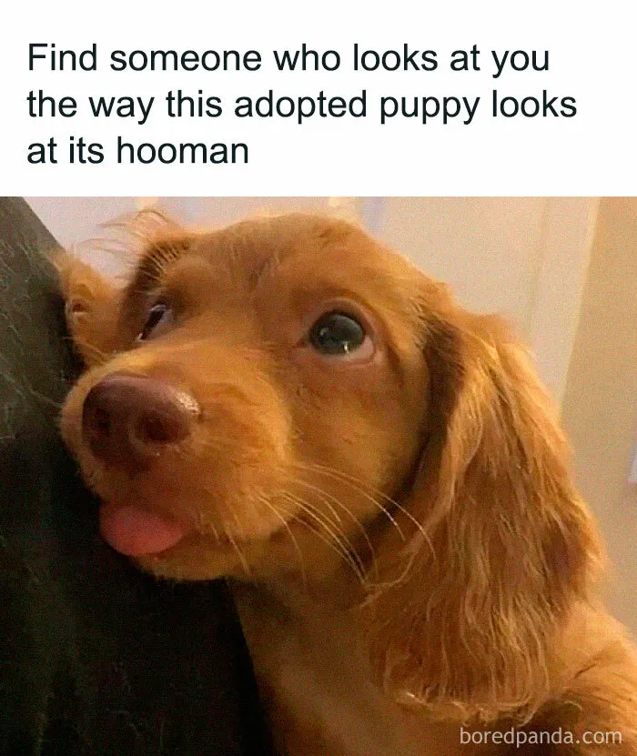 50 Times Animal Pics Were Just A Funny Meme Waiting To Happen