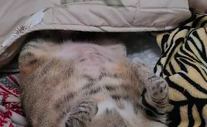My Ladyship, My Cat, And Her Awesome Self (12 Pics)