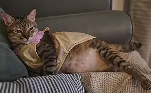 My Ladyship, My Cat, And Her Awesome Self (12 Pics)