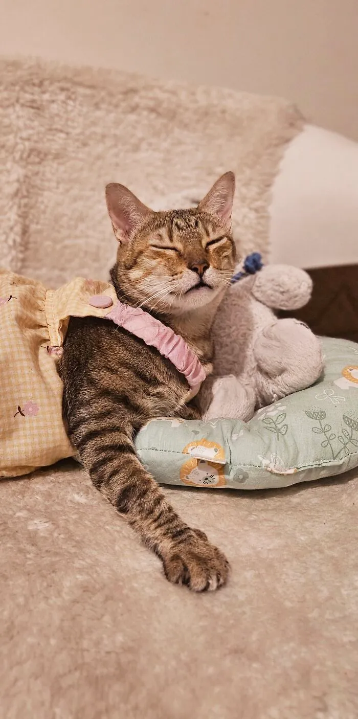 My Ladyship, My Cat, And Her Awesome Self (12 Pics)
