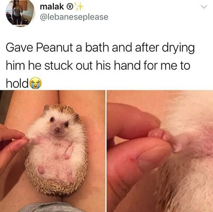 50 Feel-Good Photos To Cheer You Up