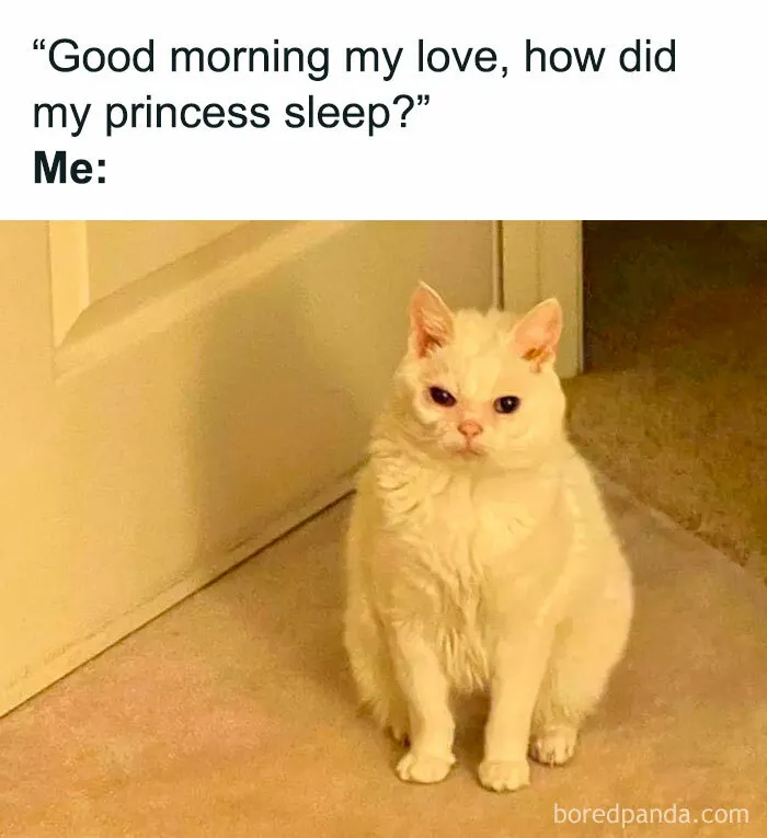 50 Hilarious And Adorable Cat Memes That Prove Why The Internet Loves Them So Much (New Pics)