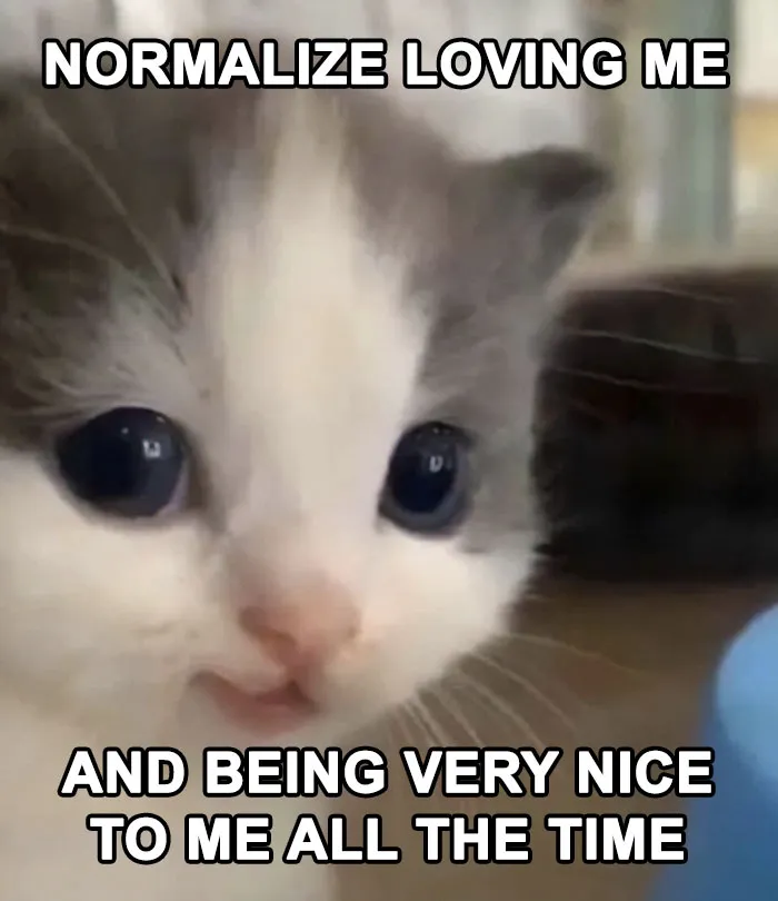 30 Cat Memes That Might Make You Say "That's Literally Me"