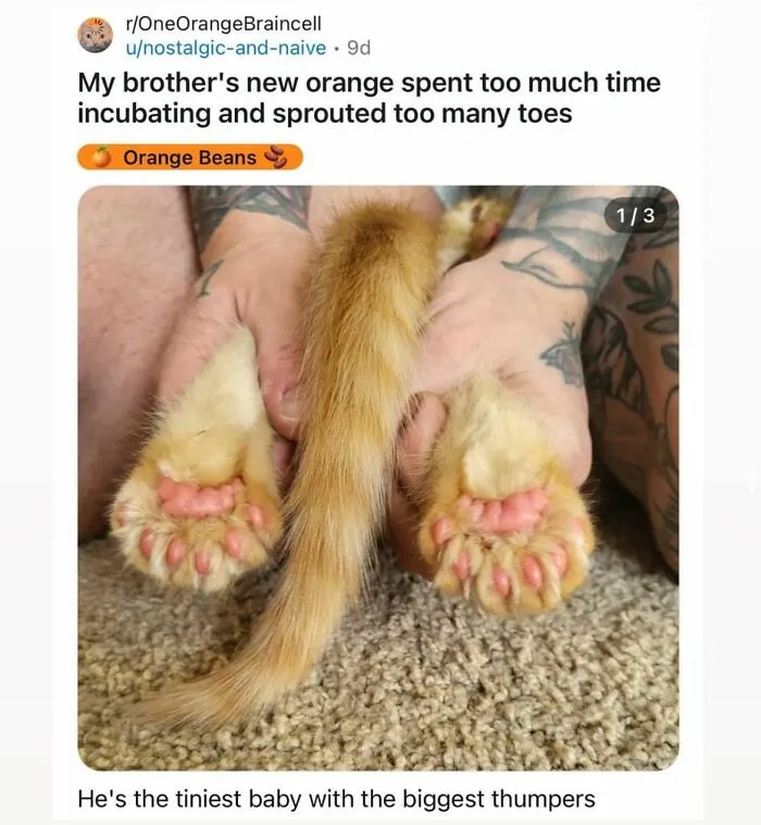 50 Hilarious And Adorable Cat Memes That Prove Why The Internet Loves Them So Much (New Pics)
