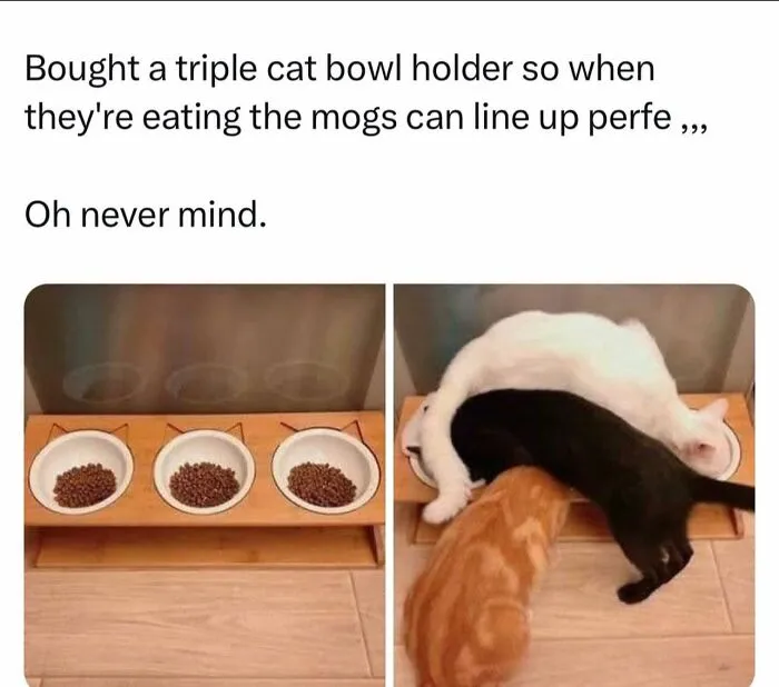 50 Hilarious And Adorable Cat Memes That Prove Why The Internet Loves Them So Much (New Pics)