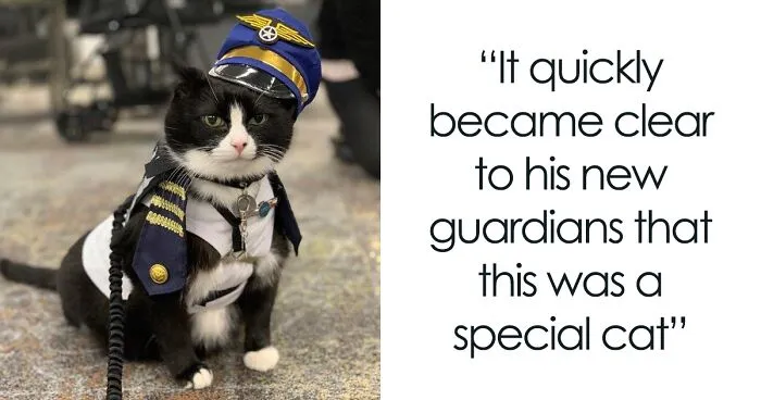 Meet Duke Ellington - A Therapy Cat Who Helps With Anxiety In San Francisco International Airport