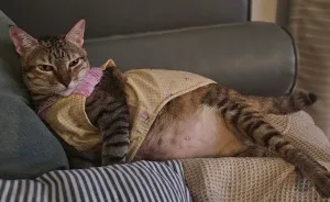 My Ladyship, My Cat, And Her Awesome Self (12 Pics)