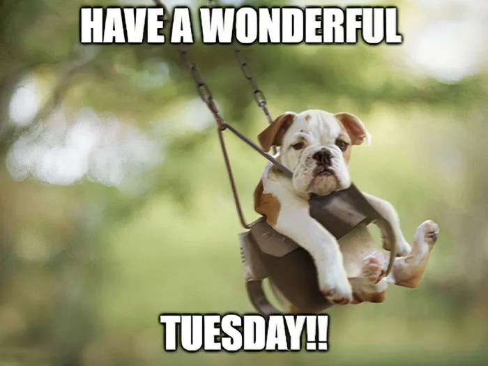 Bulldog puppy in a swing with "Have a Wonderful Tuesday!" text, perfect for happy Tuesday memes.