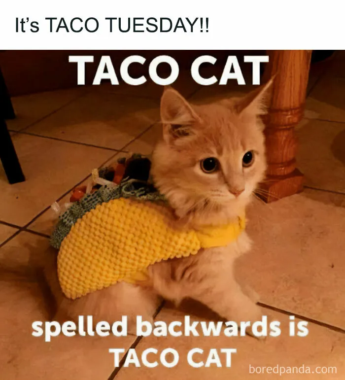 Taco Cat