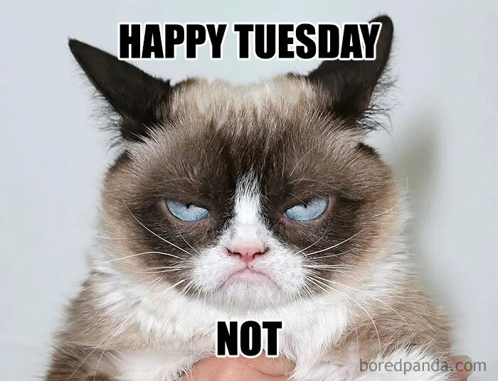 Grumpy cat meme with text "Happy Tuesday, Not" to express humor and positivity for a better week.