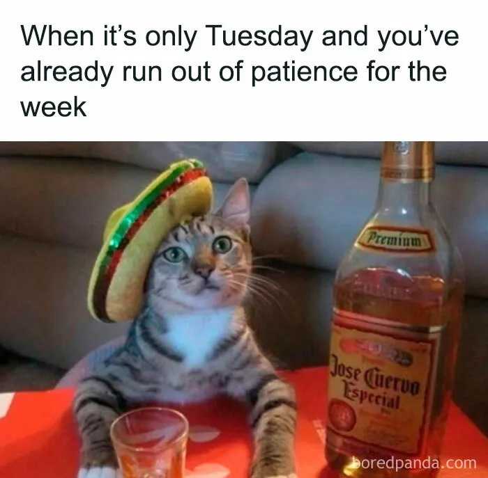 “I Can’t Take This Anymore!”