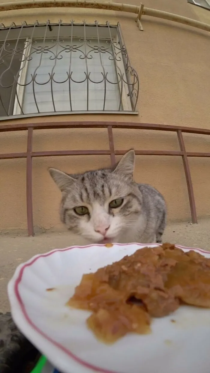 30 Times This Guy Used A Drone And Remote Control Car To Find And Feed Stray Cats