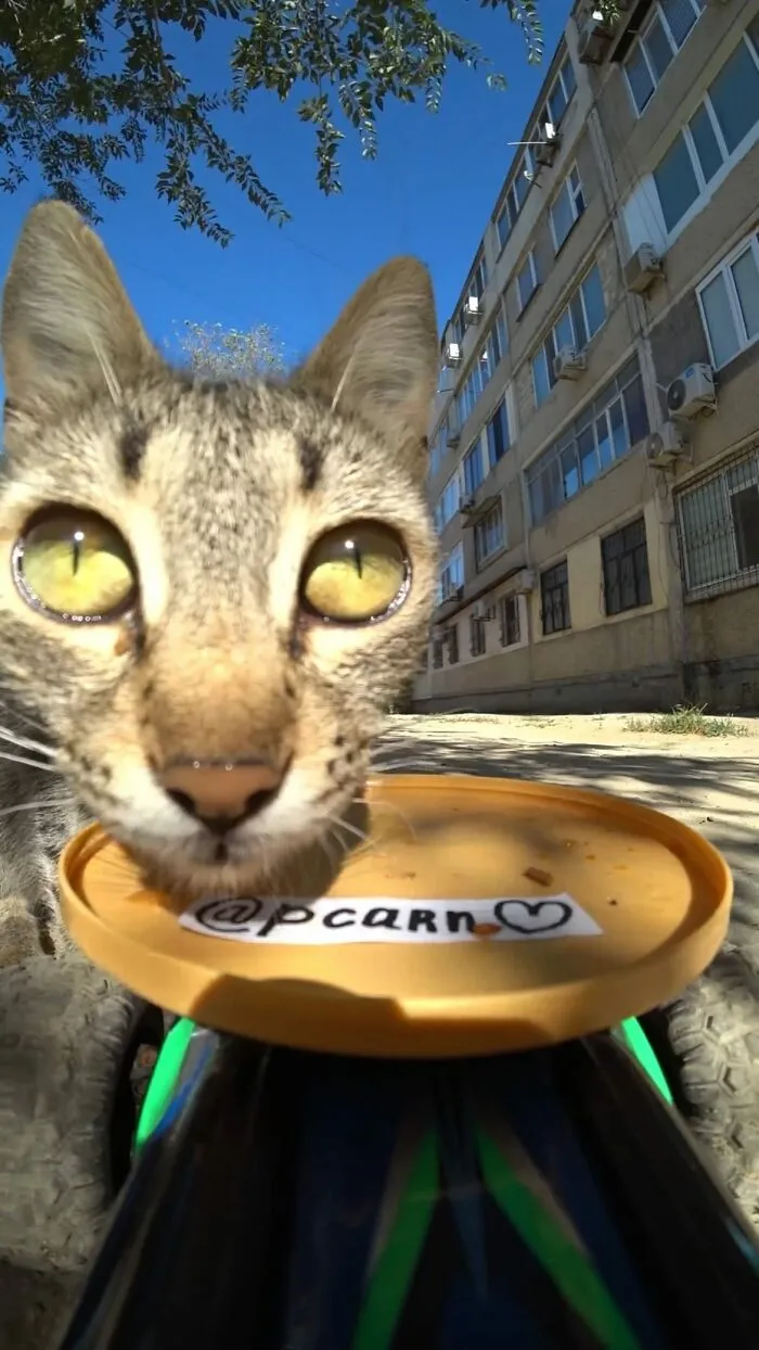 30 Times This Guy Used A Drone And Remote Control Car To Find And Feed Stray Cats