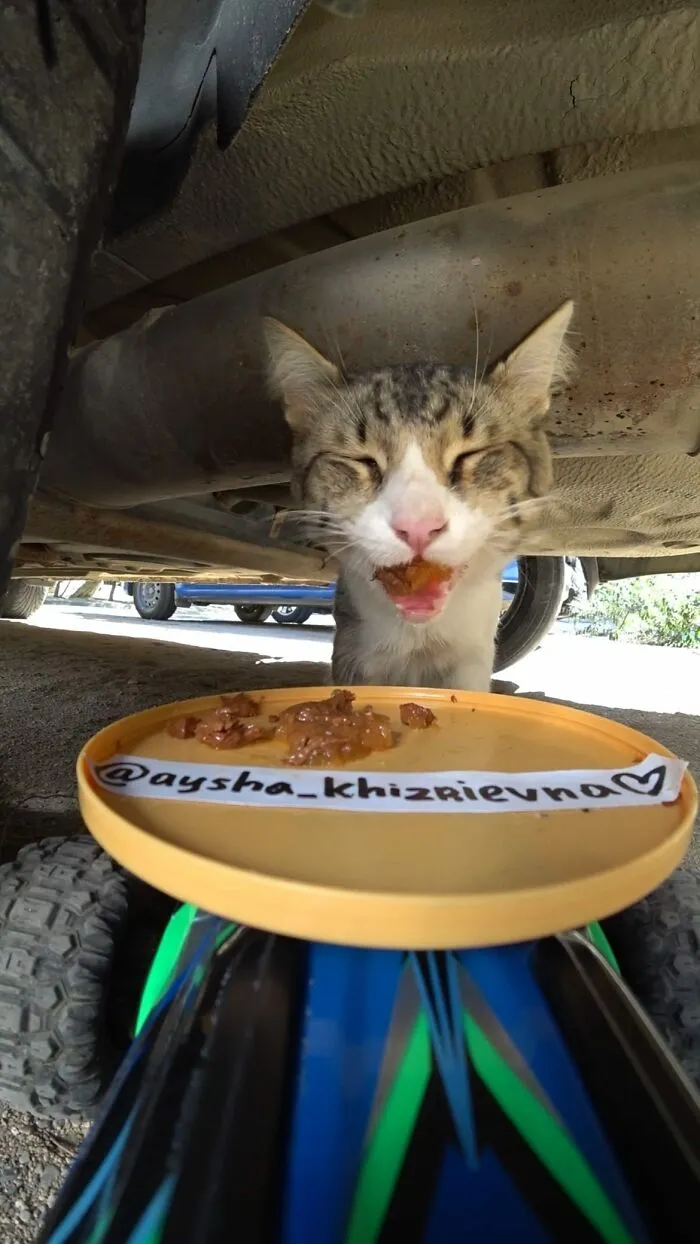 30 Times This Guy Used A Drone And Remote Control Car To Find And Feed Stray Cats