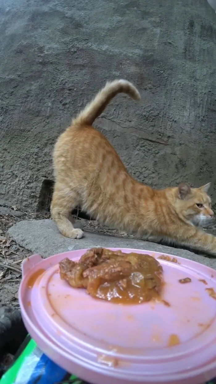 30 Times This Guy Used A Drone And Remote Control Car To Find And Feed Stray Cats
