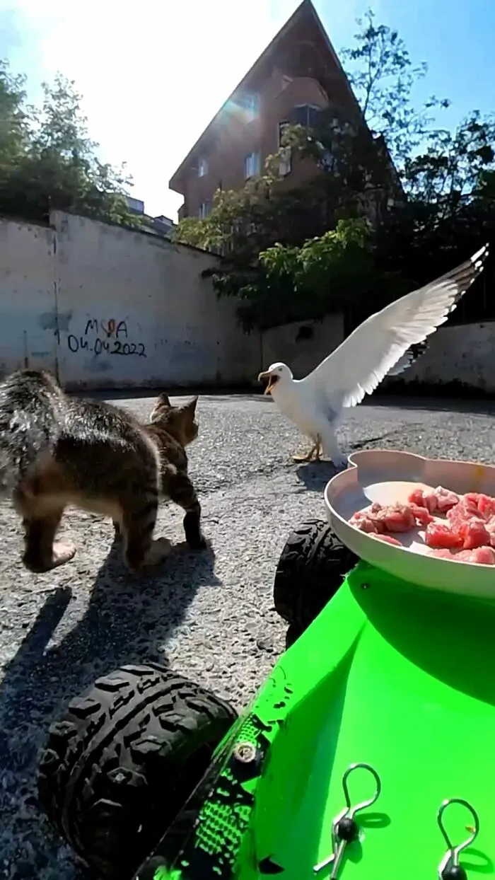30 Times This Guy Used A Drone And Remote Control Car To Find And Feed Stray Cats