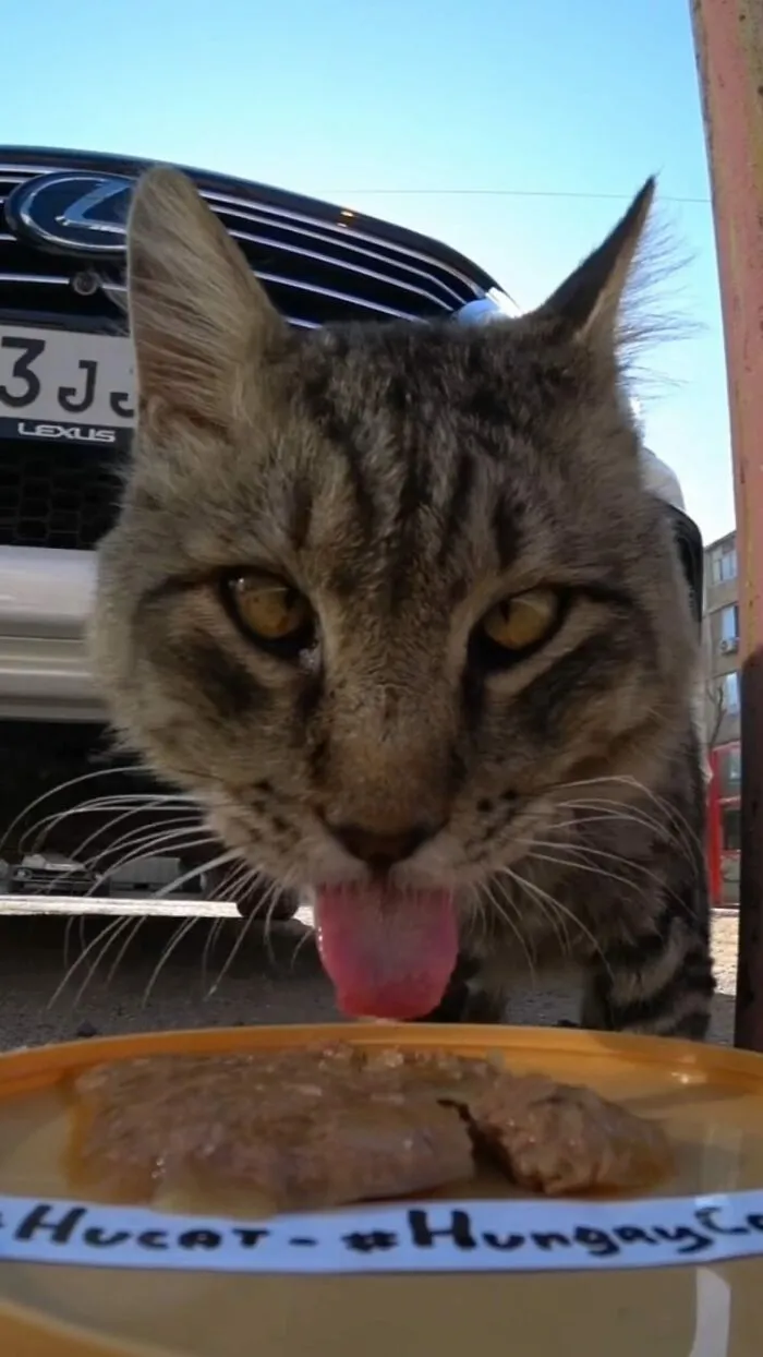 30 Times This Guy Used A Drone And Remote Control Car To Find And Feed Stray Cats