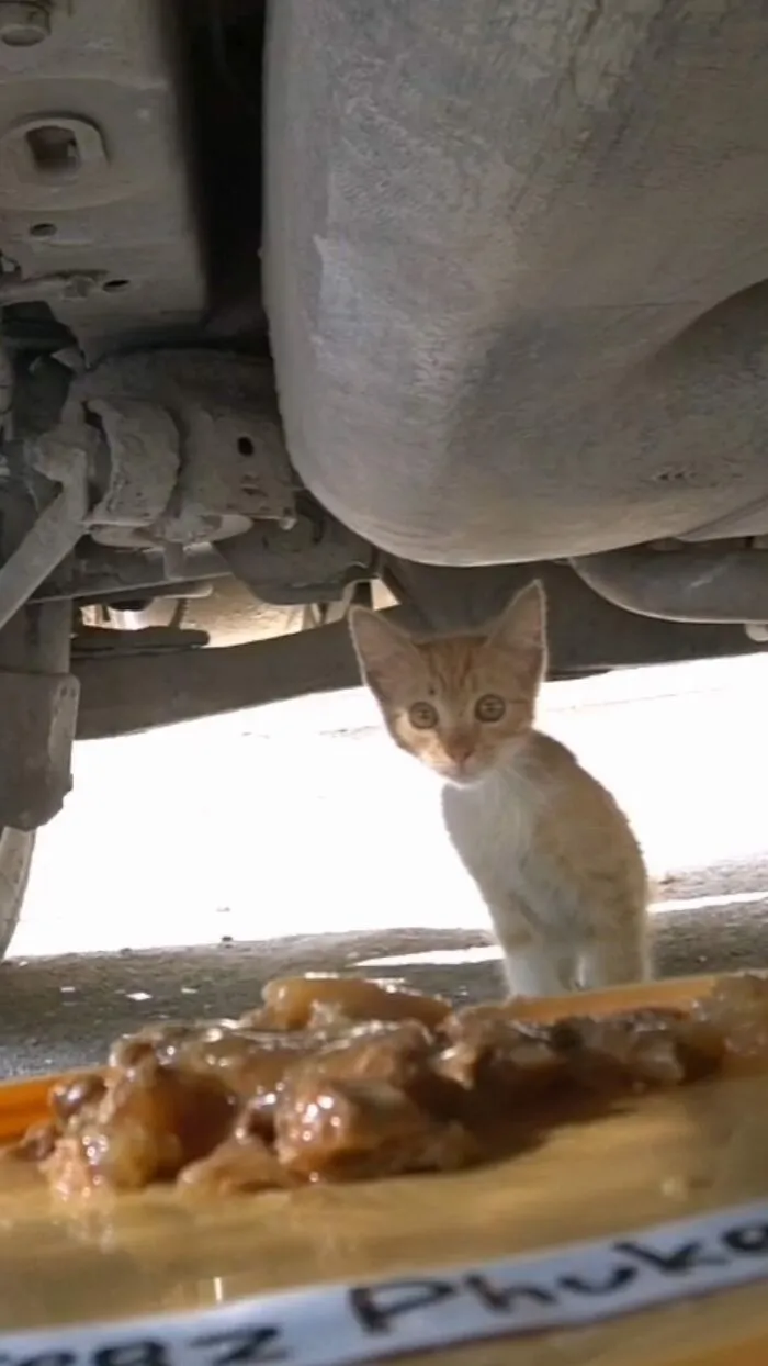 30 Times This Guy Used A Drone And Remote Control Car To Find And Feed Stray Cats