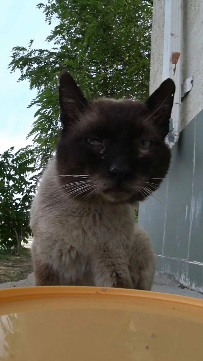 30 Times This Guy Used A Drone And Remote Control Car To Find And Feed Stray Cats