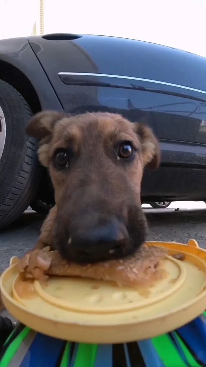 30 Times This Guy Used A Drone And Remote Control Car To Find And Feed Stray Cats