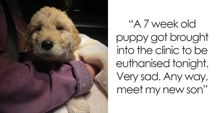 Vet Applauded For Response After Owner Brings In Seven-Week-Old Puppy To Be Put Down