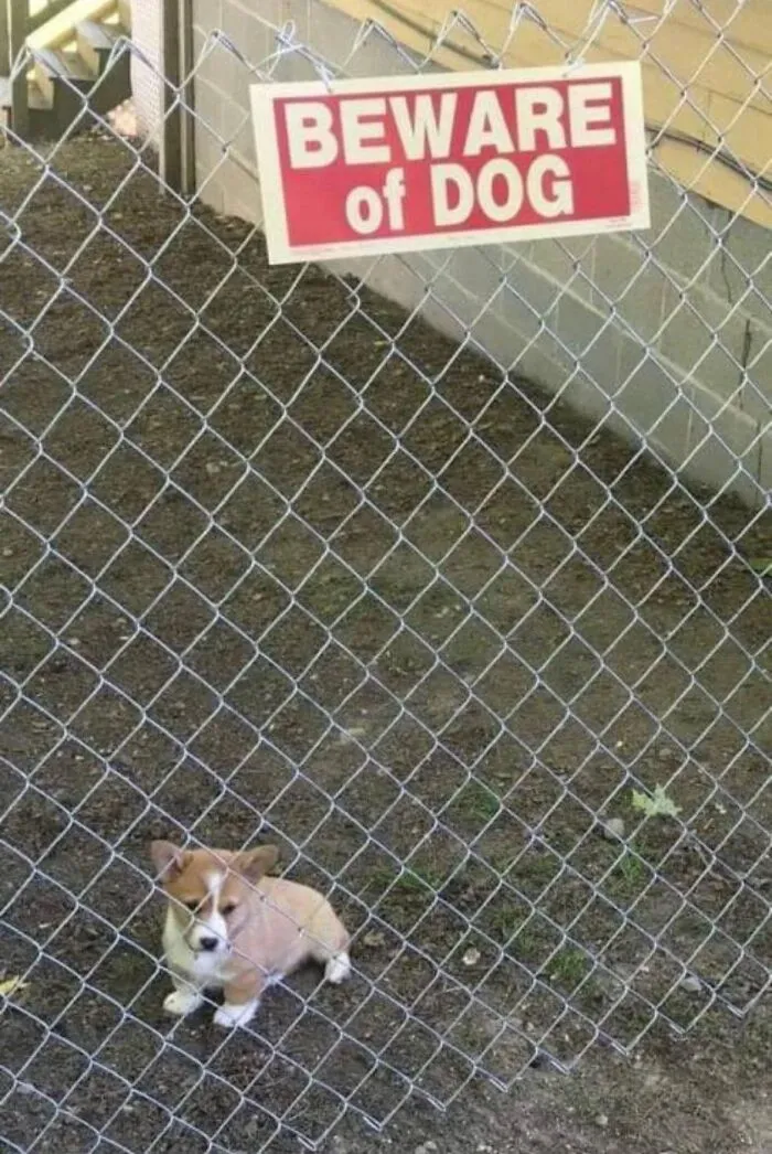 50 Feel-Good Photos To Cheer You Up