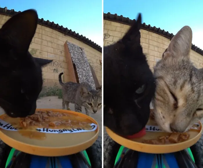 30 Times This Guy Used A Drone And Remote Control Car To Find And Feed Stray Cats