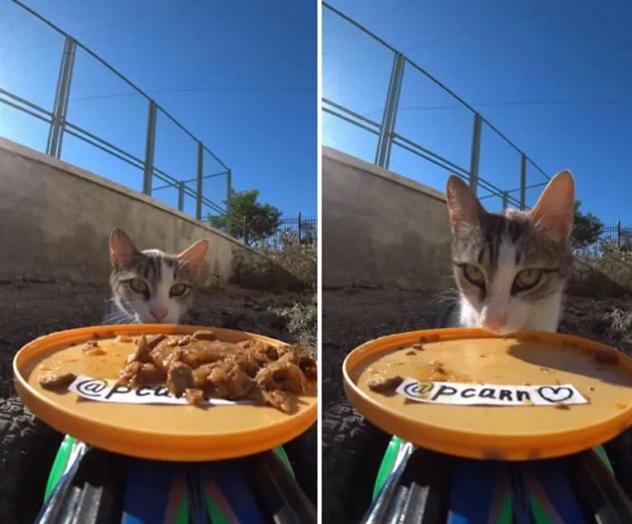 30 Times This Guy Used A Drone And Remote Control Car To Find And Feed Stray Cats
