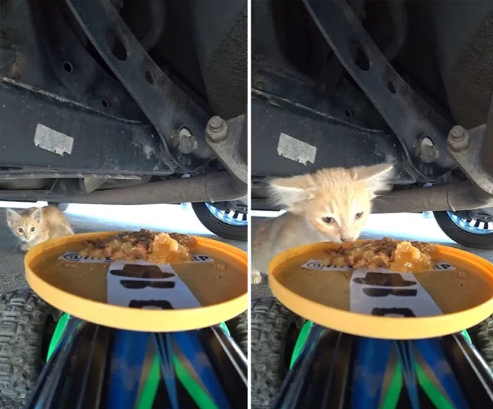 30 Times This Guy Used A Drone And Remote Control Car To Find And Feed Stray Cats