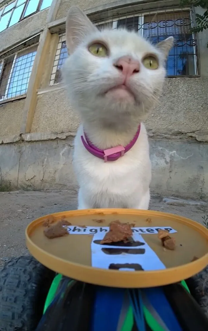 30 Times This Guy Used A Drone And Remote Control Car To Find And Feed Stray Cats