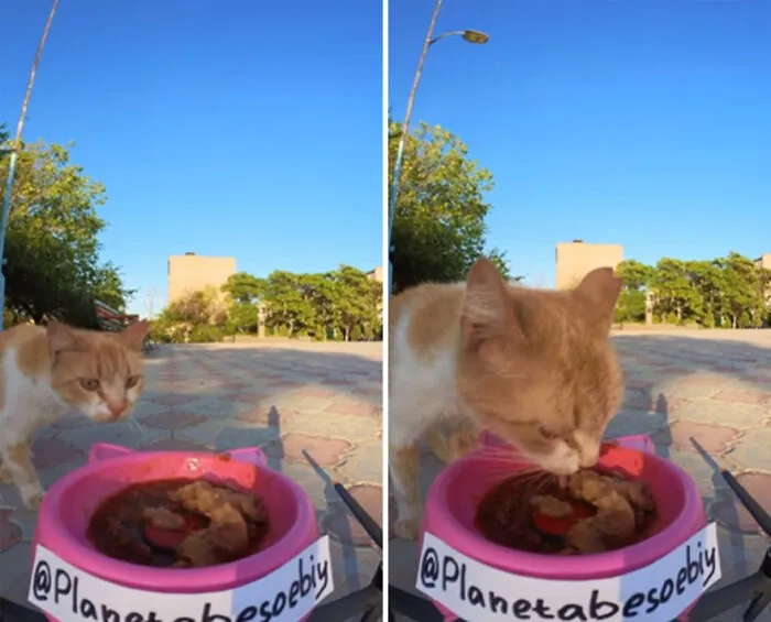 30 Times This Guy Used A Drone And Remote Control Car To Find And Feed Stray Cats