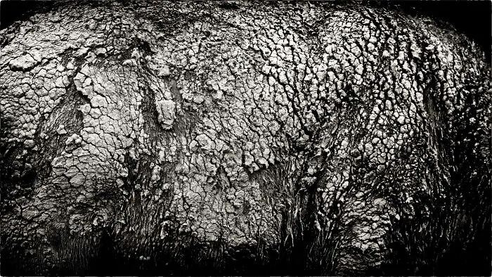 African Buffalo Abstract