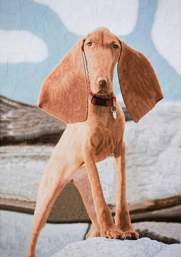 Artist Creates Unusual Pet Portraits Through Distortion, And Here Are Her 80 Best Works