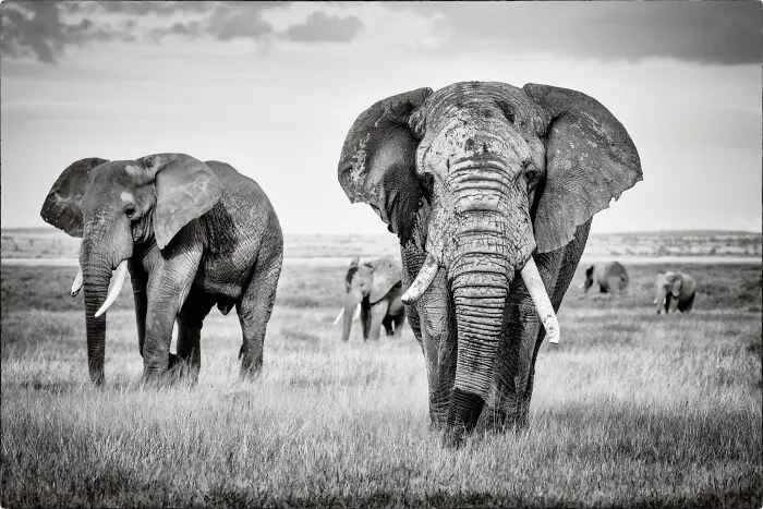 Bull Elephant, Out Of The Marshes
