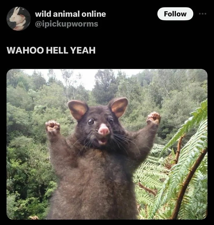 This IG Page Is Notorious For Sharing Hilarious Animal Posts, Here Are 50 Of The Best