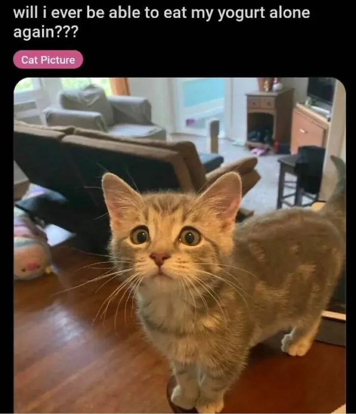 This IG Page Is Notorious For Sharing Hilarious Animal Posts, Here Are 50 Of The Best