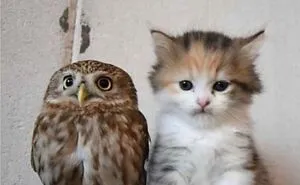 This IG Page Is Notorious For Sharing Hilarious Animal Posts, Here Are 50 Of The Best
