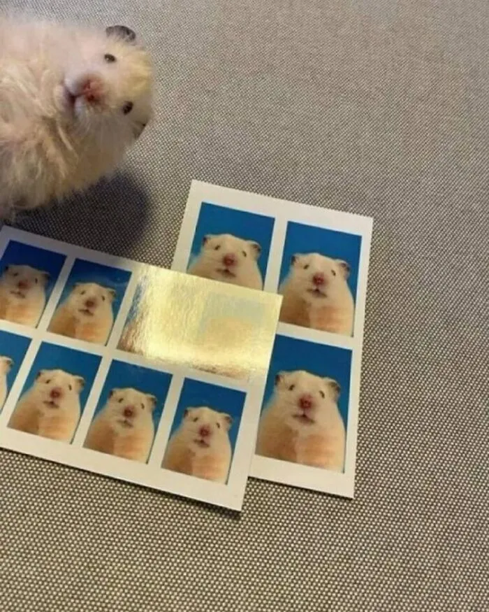 This IG Page Is Notorious For Sharing Hilarious Animal Posts, Here Are 50 Of The Best