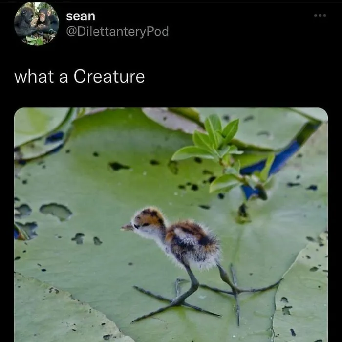This IG Page Is Notorious For Sharing Hilarious Animal Posts, Here Are 50 Of The Best