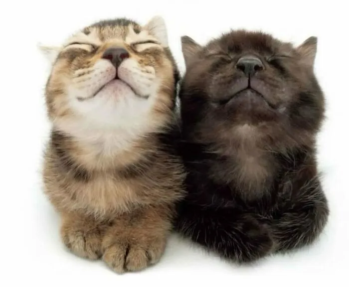 This IG Page Is Notorious For Sharing Hilarious Animal Posts, Here Are 50 Of The Best