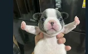 This IG Page Is Notorious For Sharing Hilarious Animal Posts, Here Are 50 Of The Best