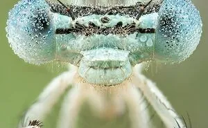 30 Phenomenal Macro Photos Capturing Details That The Human Eye Could Miss