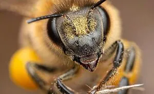 30 Phenomenal Macro Photos Capturing Details That The Human Eye Could Miss